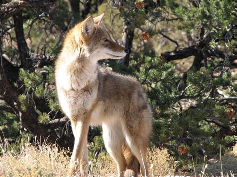 The Wildlife of Sequoia National Park - Animals Network