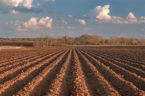 Photo 1123-12: Plowed field near Rd. 21 north from Caldwell. Texas