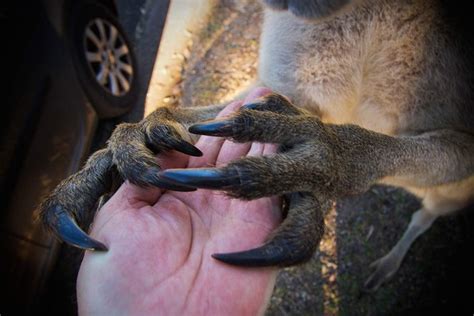 Let the clawed one in: Scary kangaroo comes knocking in Australia | Animal Behaviour | Earth ...