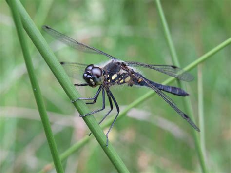 Black Darter Dragonfly - Thames Basin Heaths