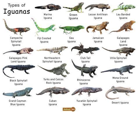 Iguana Facts, Types, Diet, Reproduction, Classification, Pictures