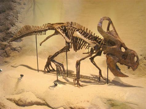 Protoceratops Facts & Info | Paleontology World