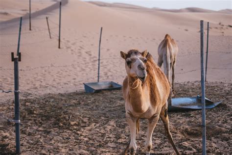 Get To Experience The Wildlife At Dubai Safari Park: - The Amazing UAE