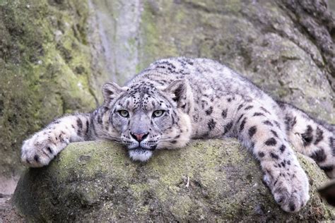 [最も好ましい] snow leopard on rock 217971-Snow leopard climbing rock ...