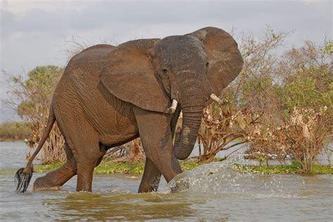 Selous: safari lodges & camps | Tanzania