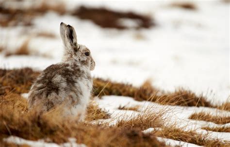 Five Fascinating Facts – Mountain Hare - The Scots Magazine