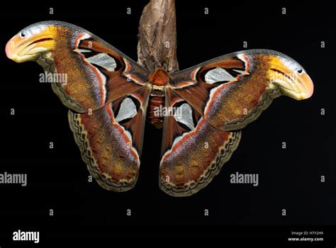 Atlas Moth Attacus atlas hanging on cocoon case Stock Photo - Alamy