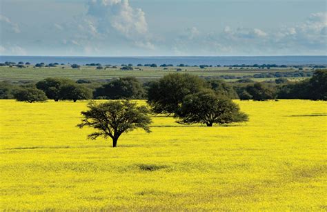 The argentine pampas in La Pampa province Argentina [1600x1038] | Pampas, Argentina, Rio grande ...