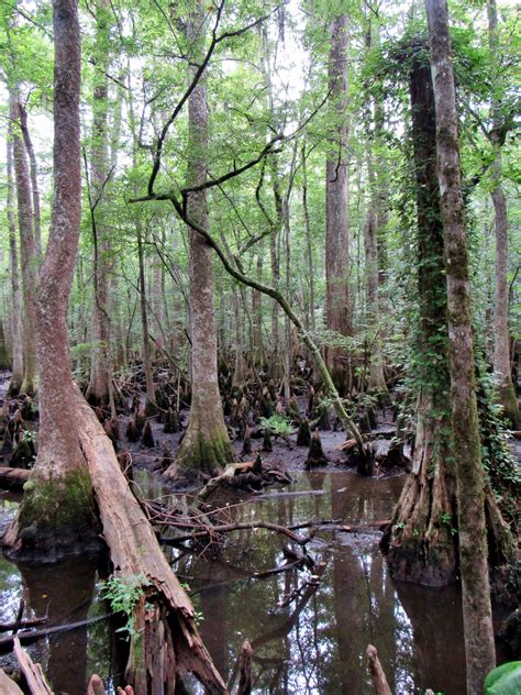 Exploring New Places: South Carolina's Cypress-Tupelo Swamps