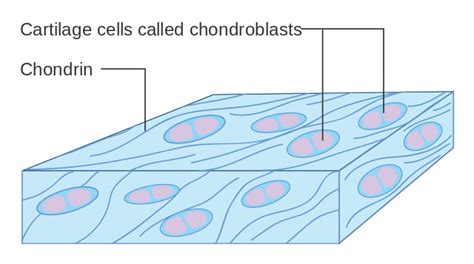 Difference Between Chondroblasts and Chondrocytes | Definition, Characteristics, Function ...