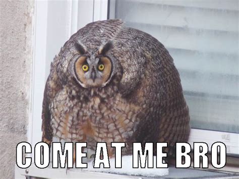 20 Hilariously Adorable Owl Memes