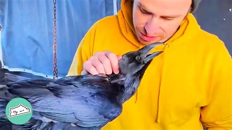 Pet Raven Bonded With Man After He Was Abandoned and Mistreated ...