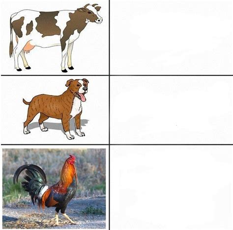 Create meme "Pets, animals cow" - Pictures - Meme-arsenal.com