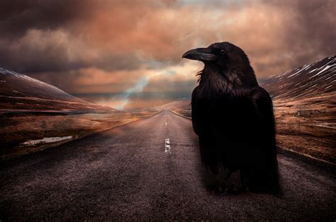 Raven Free Stock Photo - Public Domain Pictures