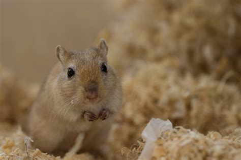 Stroke Symptoms in a Gerbil (And What to Do)