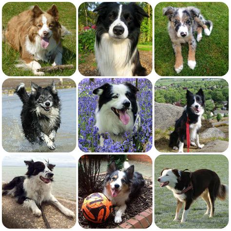 Border Collie Dog Breed Guide | BorrowMyDoggy