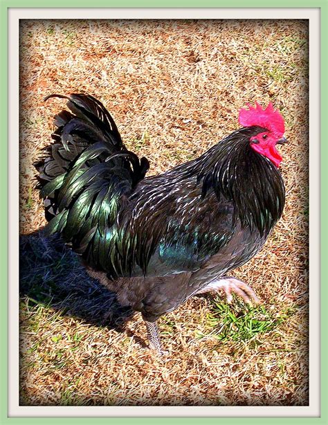 "Mr. Black" Black Australorp Rooster - BLT Farm | Black australorp, City folk, Animals