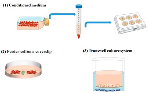 IJMS | Free Full-Text | From 2D to 3D Co-Culture Systems: A Review of Co-Culture Models to Study ...