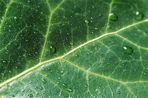 Leaf veins - Stock Image - B740/0340 - Science Photo Library