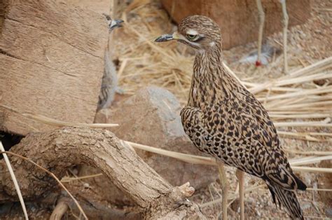 Roadrunner - taken in the Desert Dome at the Henry Doorly Zoo in Omaha ...