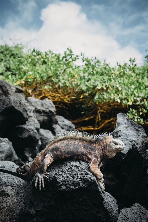 7 Ways to Make Your Trip to the Galapagos Islands More Eco-Friendly | NuEnergy