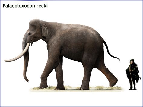 Palaeoloxodon recki by cisiopurple on DeviantArt | Prehistoric animals ...