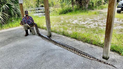 South Florida’s ‘Python Cowboy’ confirms massive catch is new record