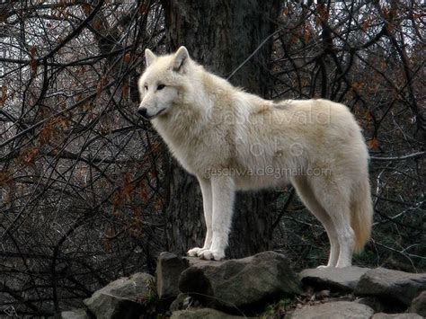 Alaskan Tundra Wolf, Budapest Zoo by Gaschwald, via Flickr | Wolf dog, Wolf life, Canis lupus