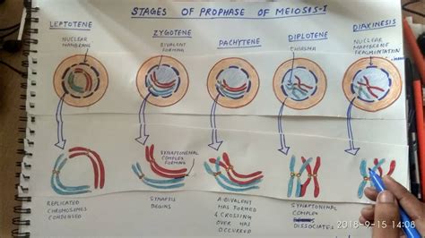 Prophase Steps