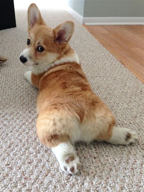 Cheddar | Cute corgi, Cute corgi puppy, Corgi puppy