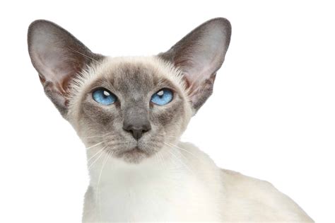 The Seal Point Siamese Cat 2023: Best Of All Siamese Breed?