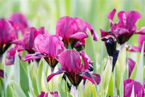 Irises in a garden stock photo. Image of stem, moist - 10374140