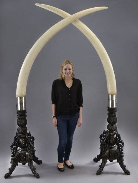 Pr. Monumental elephant tusks, each marked "US 63", sold for $122,500.00 | Museum exhibition ...