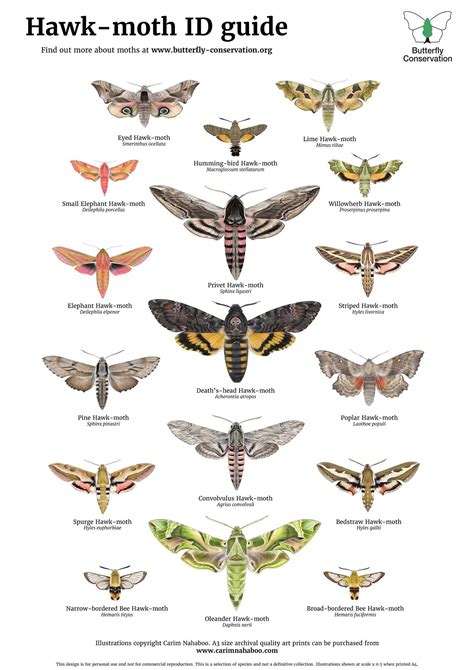 Download FREE Hawk-moth ID Guide | Hawk moth, Butterfly species ...