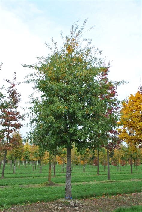 Quercus nigra | Duck oak, Water oak - Van den Berk Nurseries