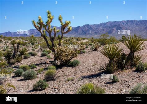 Joshua Tree and other plants in Desert landscape near Las Vegas, Nevada, USA Stock Photo - Alamy