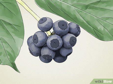 How to Identify Common Poisonous Berries in North America