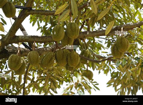 Durian./Durian season in Thailand Stock Photo - Alamy