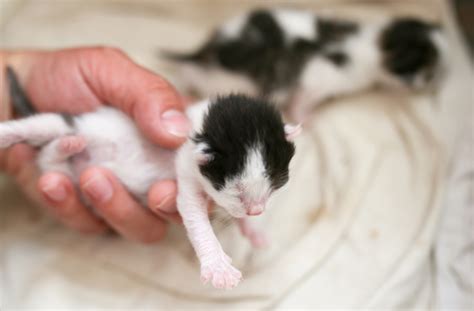 Moving Newborn Kittens: How Should I Move Newborn Kittens ( Steps )