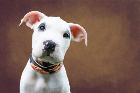 10 Pitbull Terrier Mix Dogs We Love | Your Dog Advisor