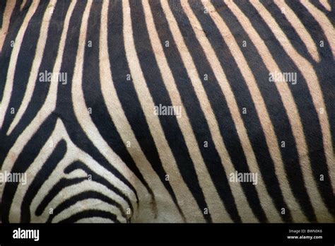 Zebra skin pattern Stock Photo - Alamy