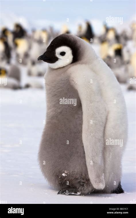 1 fluffy cute shy baby Emperor Penguin chick profile close-up, on ice Stock Photo: 26100481 - Alamy