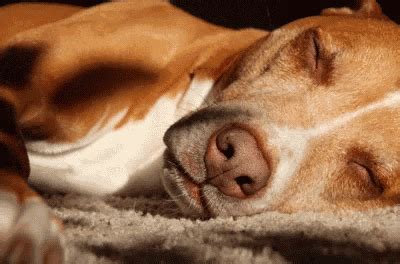 Waking Up Wake GIF - WakingUp Wake Dog - Discover & Share GIFs