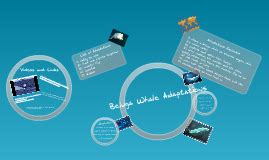 Beluga Whale Adaptations by Linh Pham on Prezi