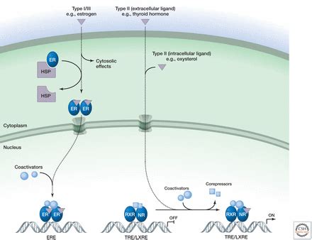 Signaling by Nuclear Receptors