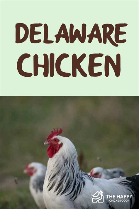 Delaware Chicken: Care, Egg Laying and Pictures