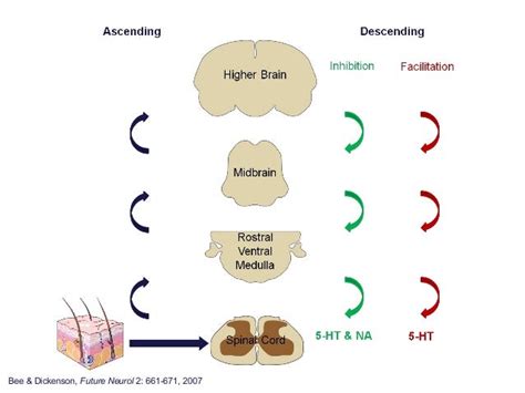 Mechanism of action of analgesics (2012)