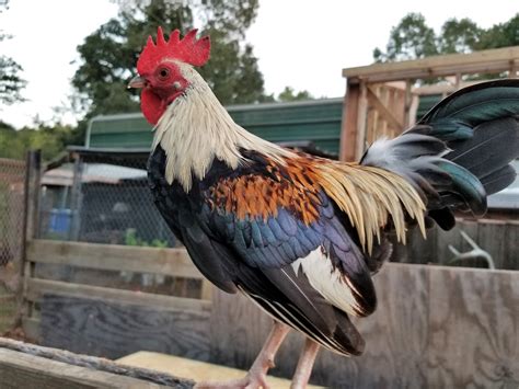 Gold Duckwing Old English Bantam Chicks | Cackle Hatchery