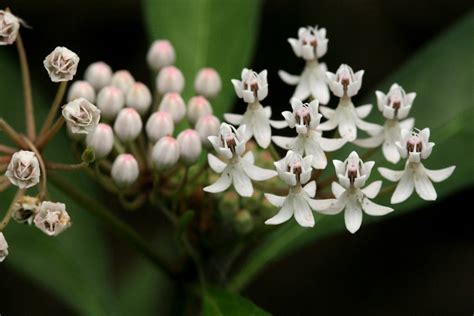 Florida Native Milkweed - Offbeet-Gardener.com