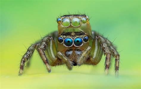 Wallpaper eyes, macro, background, spiders, spider, jumper, jumper, spider, jumping spider ...